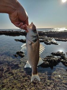 European Bass (Seabass)