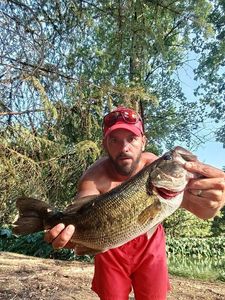 Largemouth Bass