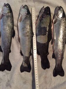 Rainbow Trout