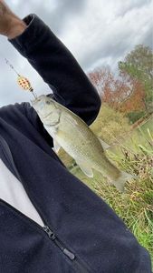Largemouth Bass