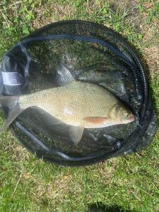 Common Bream