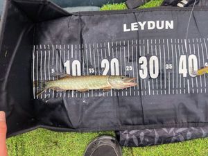 Northern Pike