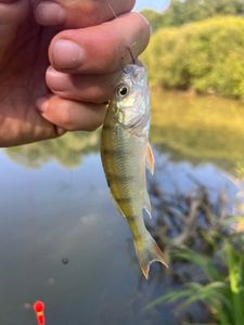 European Perch