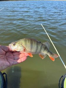 European Perch