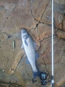 European Bass (Seabass)