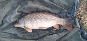 Common Carp