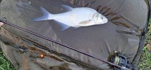 Common Bream