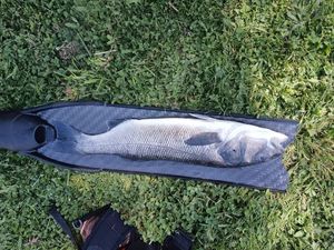 European Bass (Seabass)