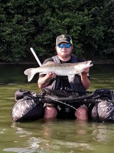 Zander