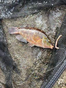 Ballan Wrasse