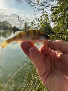 European Perch