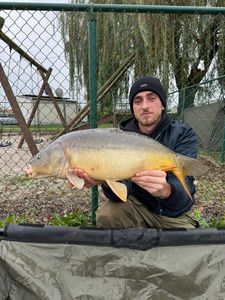 Mirror Carp