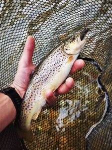 Brown Trout