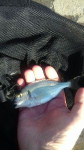Black Seabream caught by David Mozet