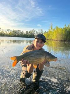 Common Carp