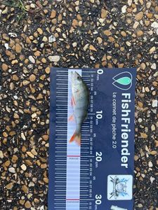 European Perch