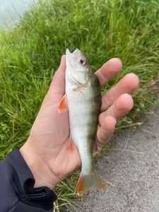 European Perch