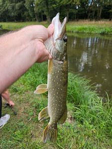 Northern Pike