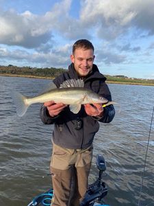 Zander