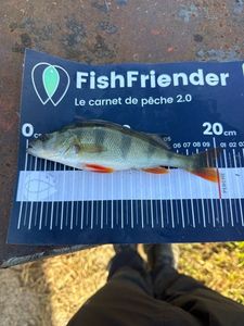 European Perch