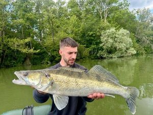Zander