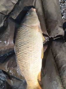 Common Carp