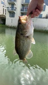 Largemouth Bass