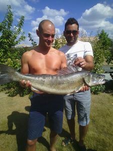 Zander
