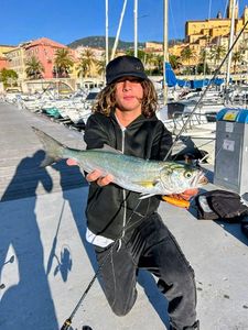 Bluefish