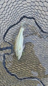 Smallmouth Bass