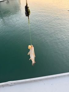 Barbel