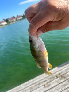 European Perch