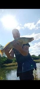 Zander