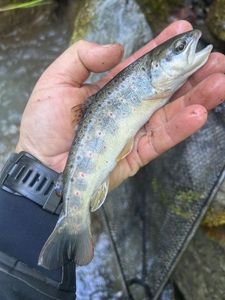 Brown Trout