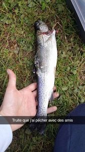 Rainbow Trout