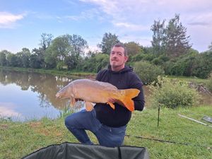 Common Carp