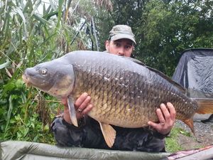 Common Carp