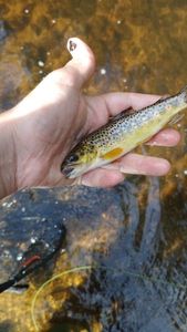 Brown Trout