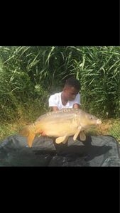 Mirror Carp