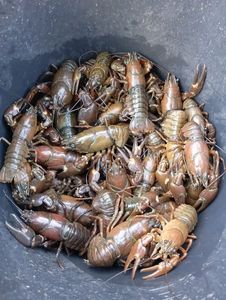 Spinycheek Crayfish
