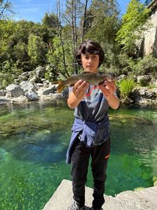 Brown Trout