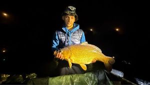 Common Carp