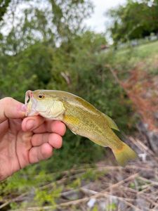 Largemouth Bass