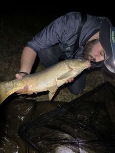 Mirror Carp