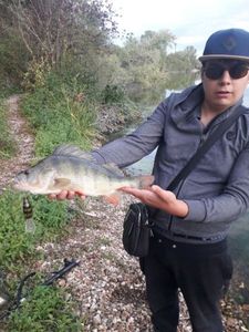 European Perch