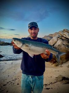 Thicklip Grey Mullet