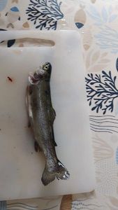 Rainbow Trout