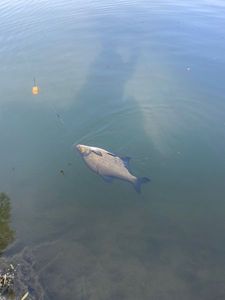 Common Bream