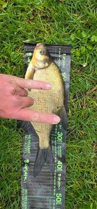 Common Bream