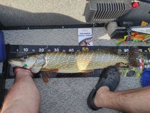 Northern Pike